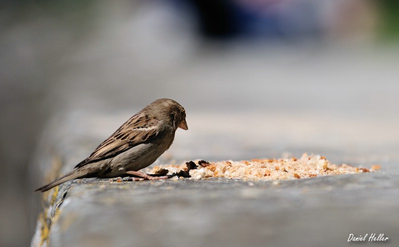 comp  DSC6385