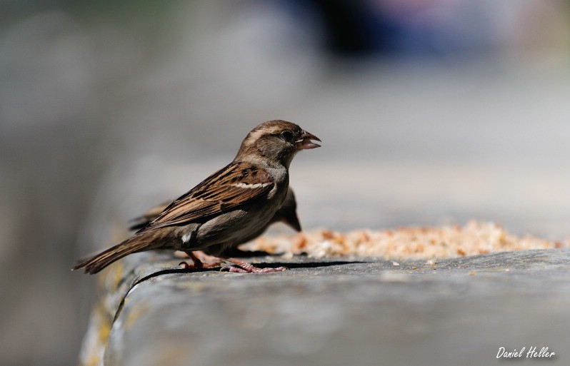 comp  DSC6387