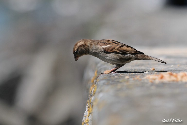 comp  DSC6399