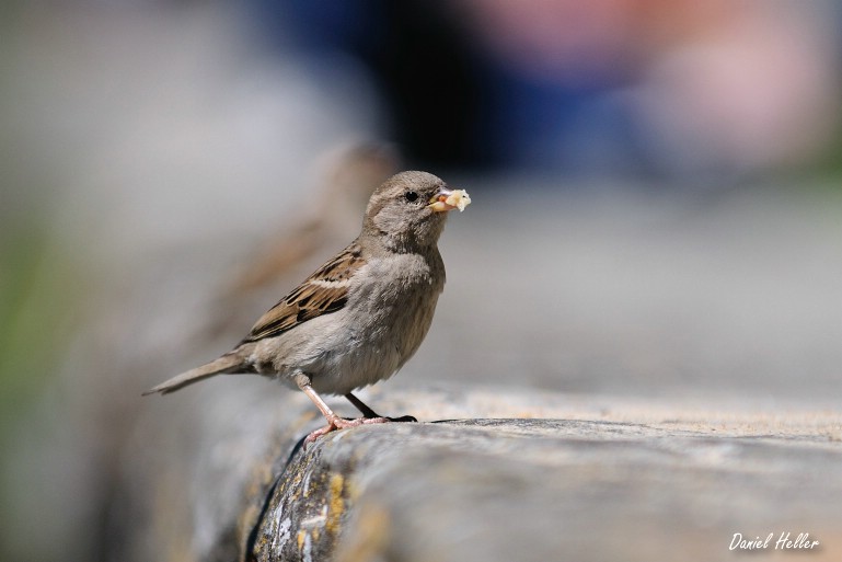 comp  DSC6417