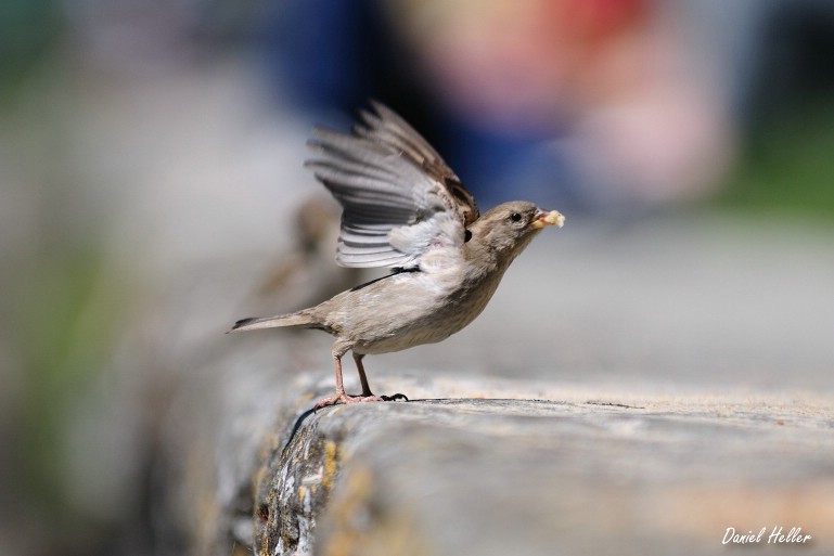comp  DSC6418