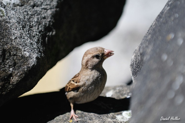 comp  DSC6425