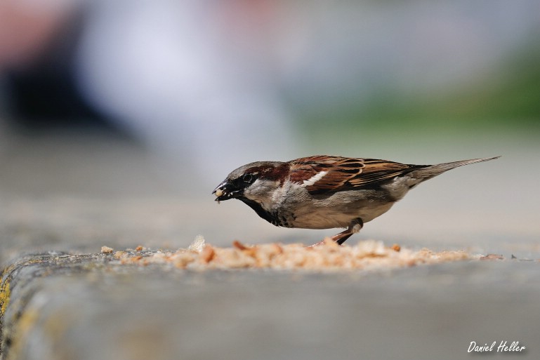comp  DSC6439