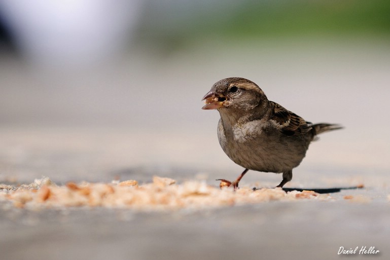comp  DSC6442
