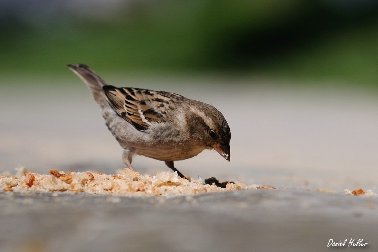 comp  DSC6448