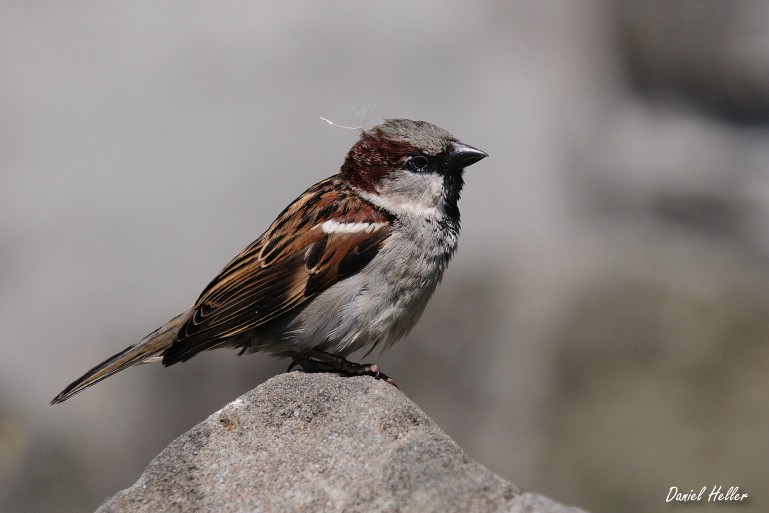comp  DSC6575