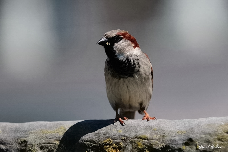 comp  DSC6595