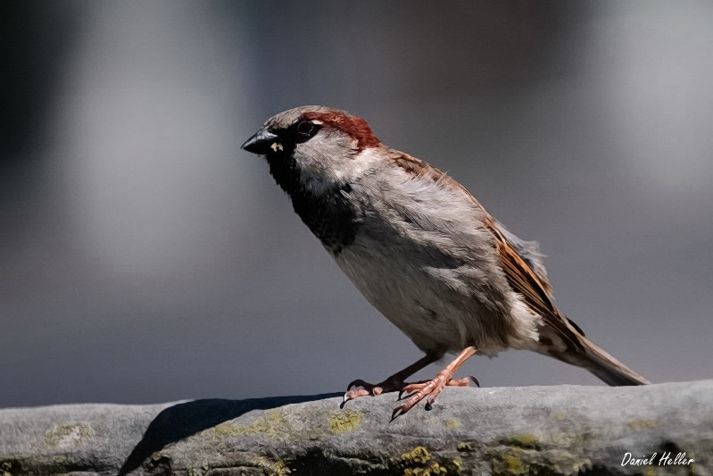 comp  DSC6601