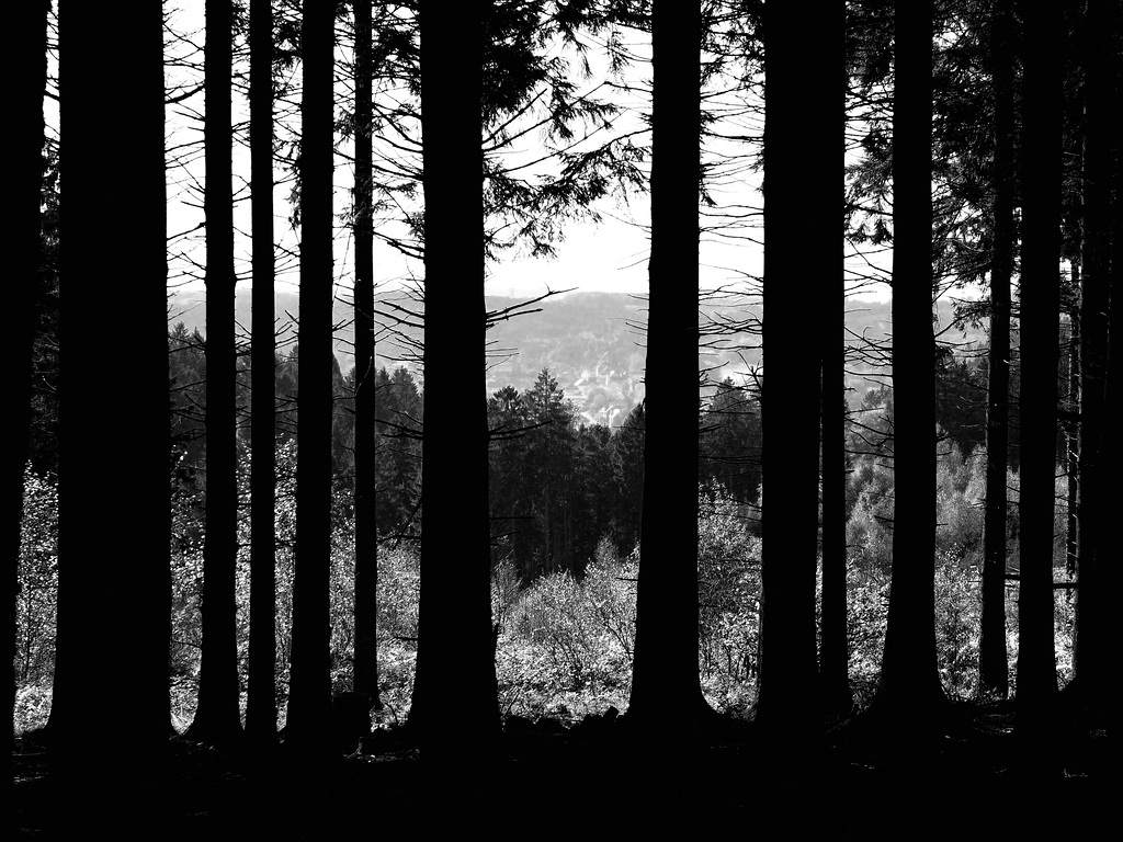 comp DSCF2751 bearbeitet S&amp;W