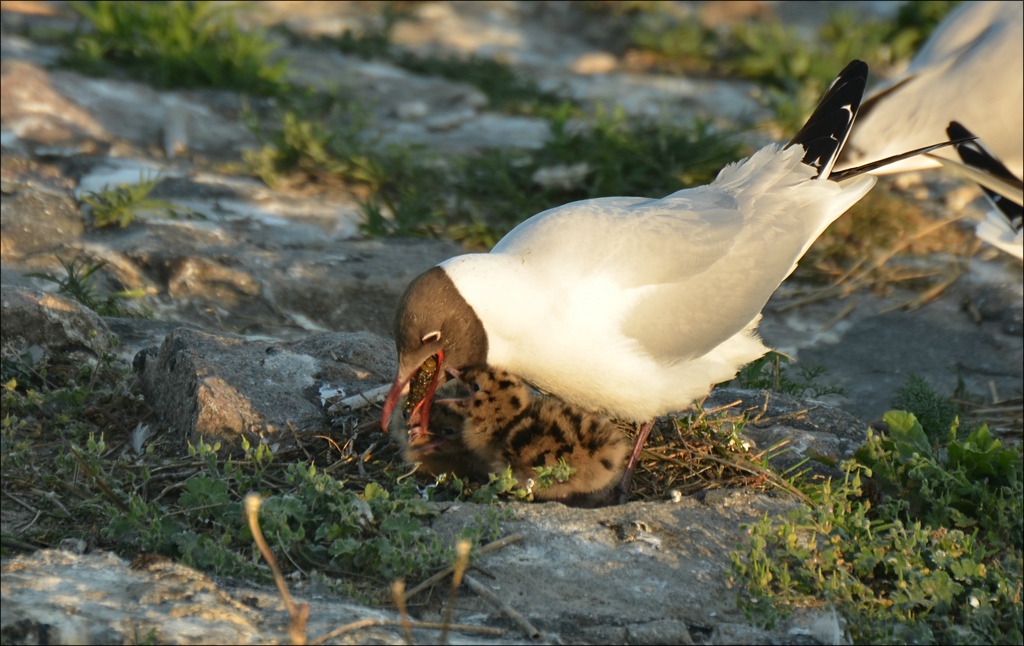 comp Eidersperrwerk 0271