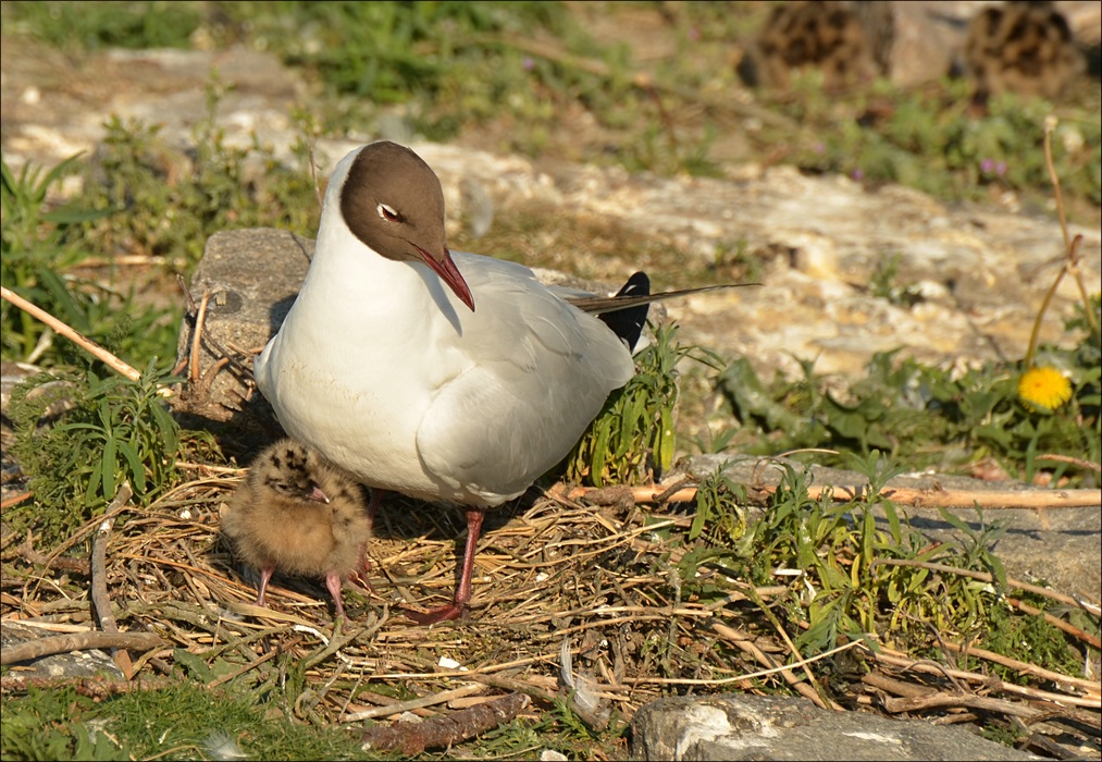 comp Eidersperrwerk 0987