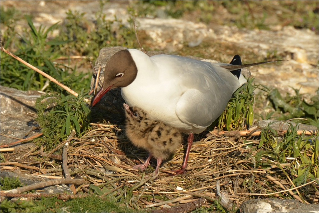 comp Eidersperrwerk 0993