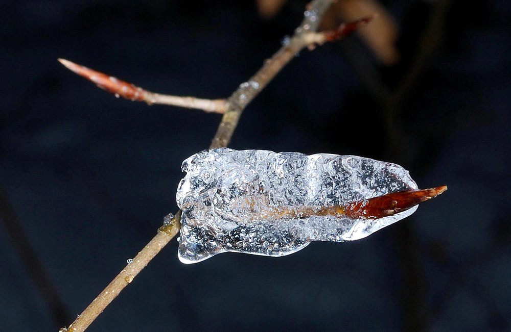 comp EisKnospe01.JPG