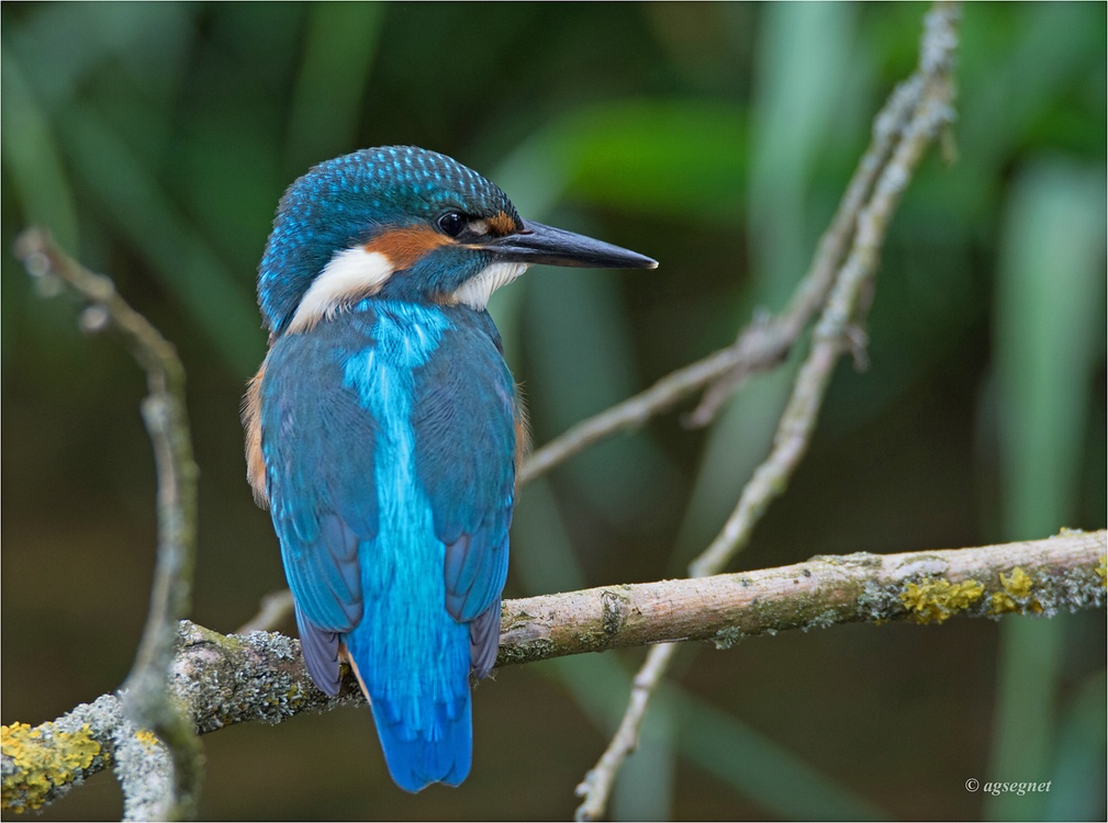 comp Eisvogel DSC 1129