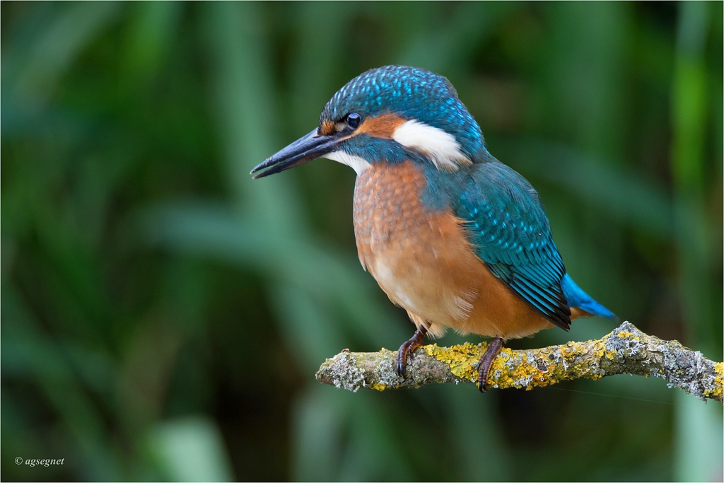 comp Eisvogel DSC 1134