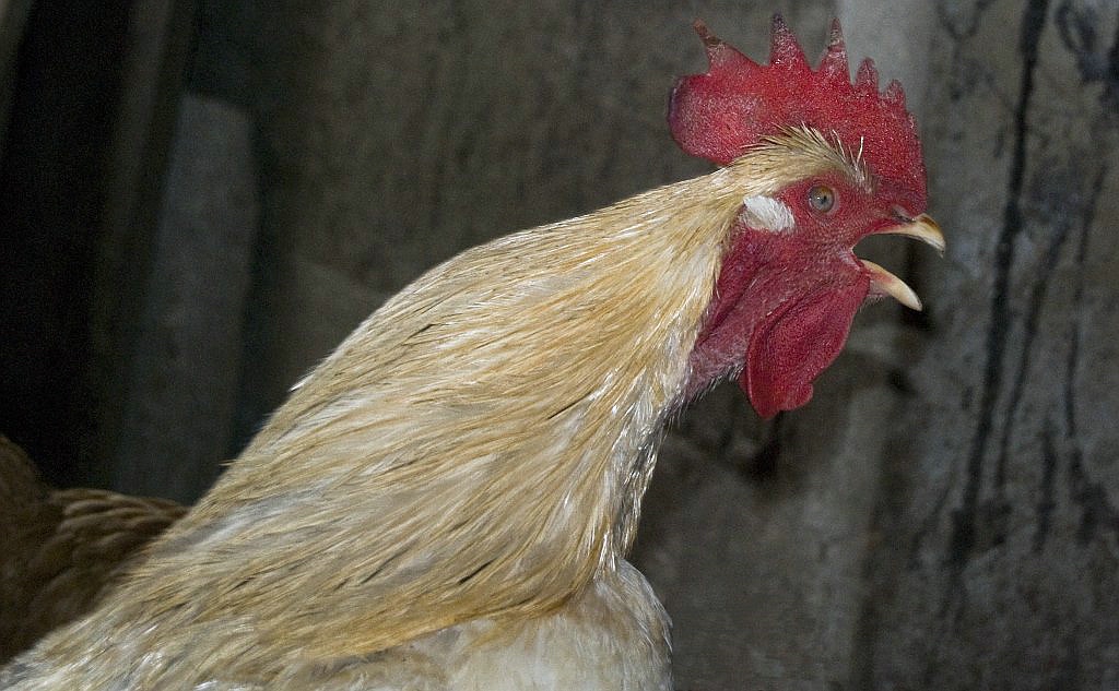comp Hahn kräht