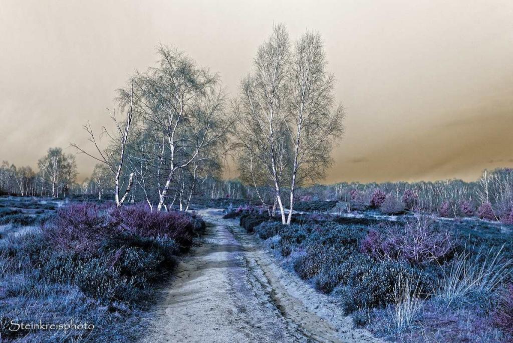 comp Heide   blaugefroren