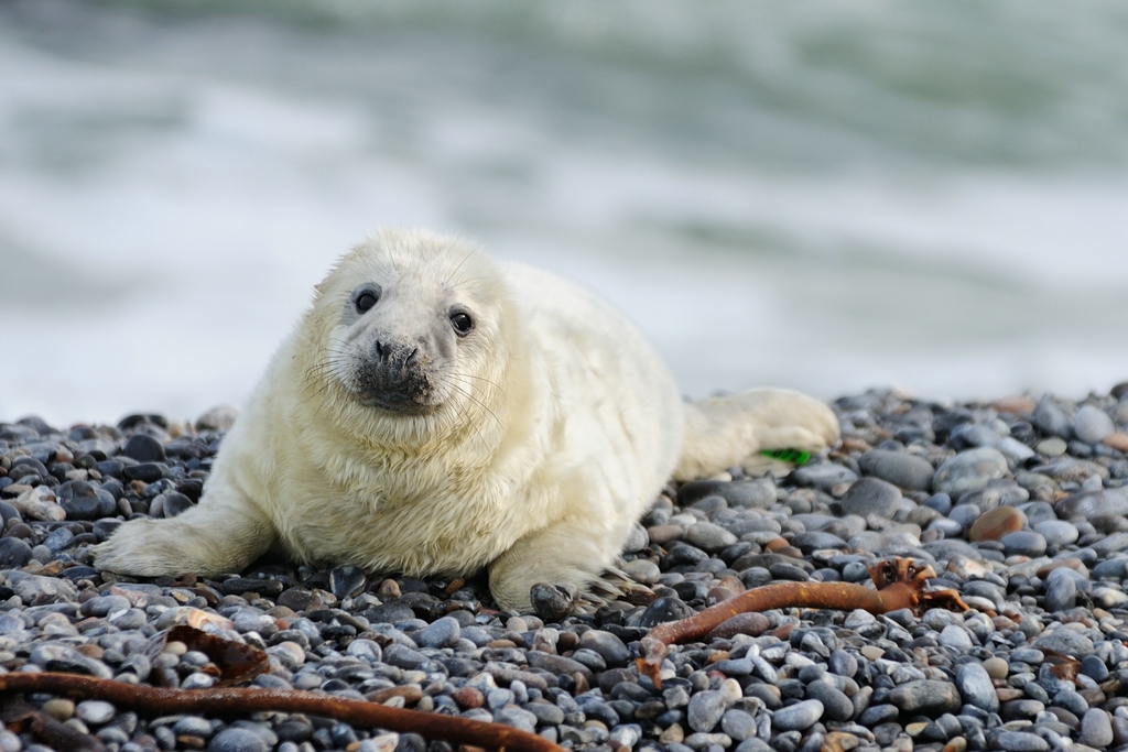 comp Helgoland 059 Dezember 2013