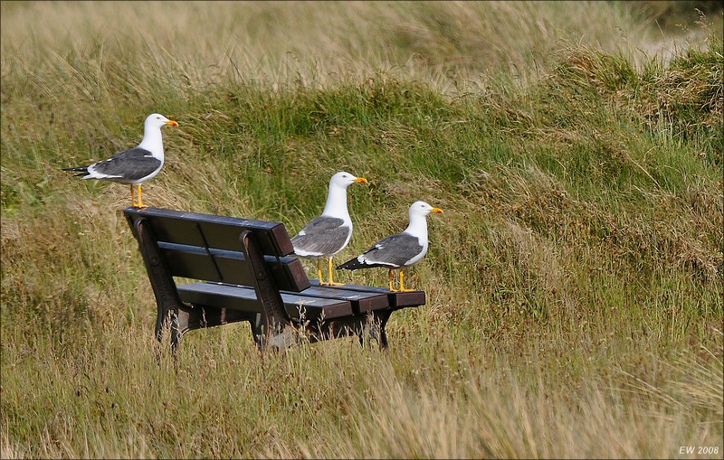 comp Helgoland 2008 01206