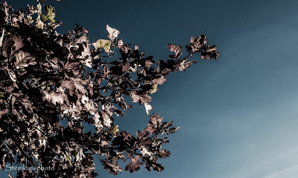comp Herbstlaub