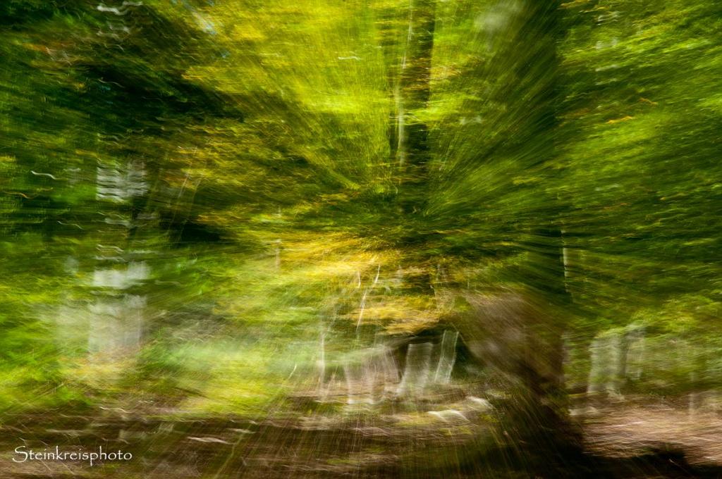 comp Im Wald