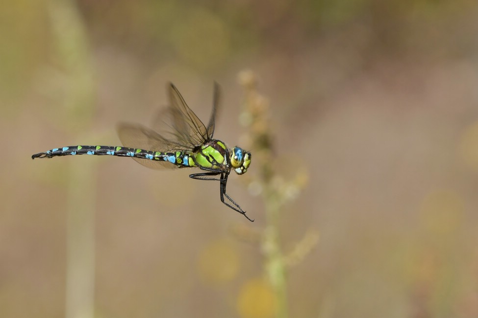 comp JEM 0985


Mosaikjungfer 26.09.2018
