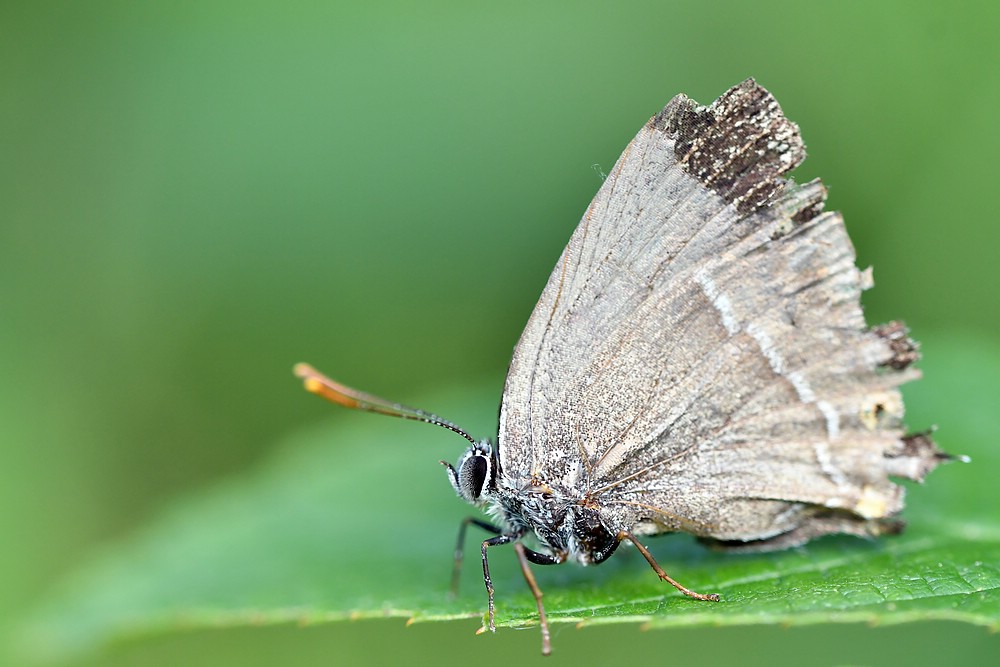 comp JEM 2190

Blauer Eichen-Zipfelfalter Sonnenblumen aus Vogelfutter