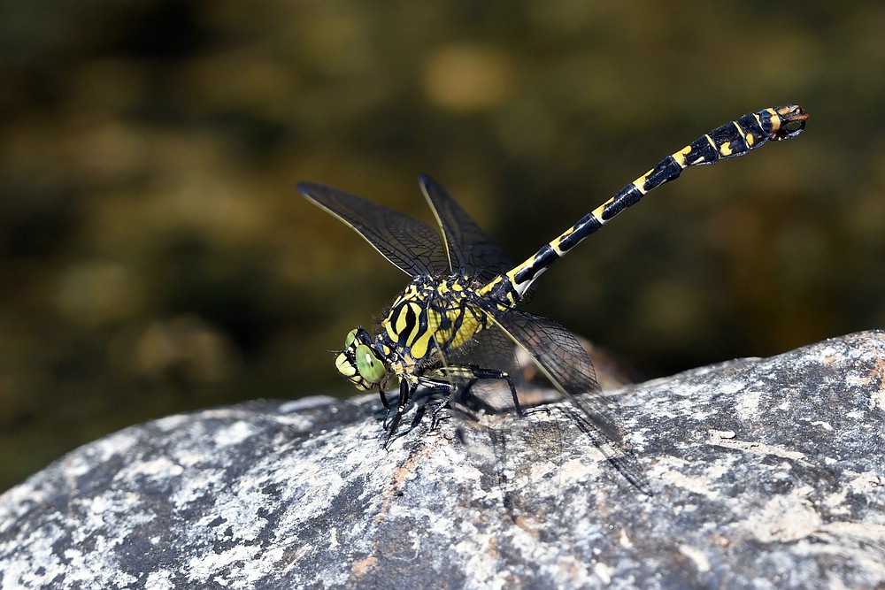 comp JEM 2733

Kleine Zangenlibelle