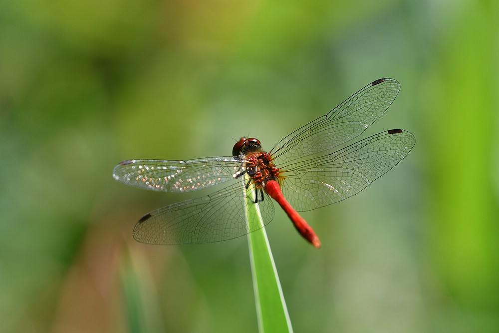 comp JEM 3262

Heidelibelle ( Rot )