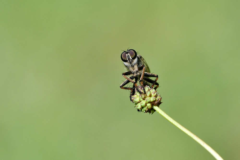 comp JEM 3359

Raubfliege