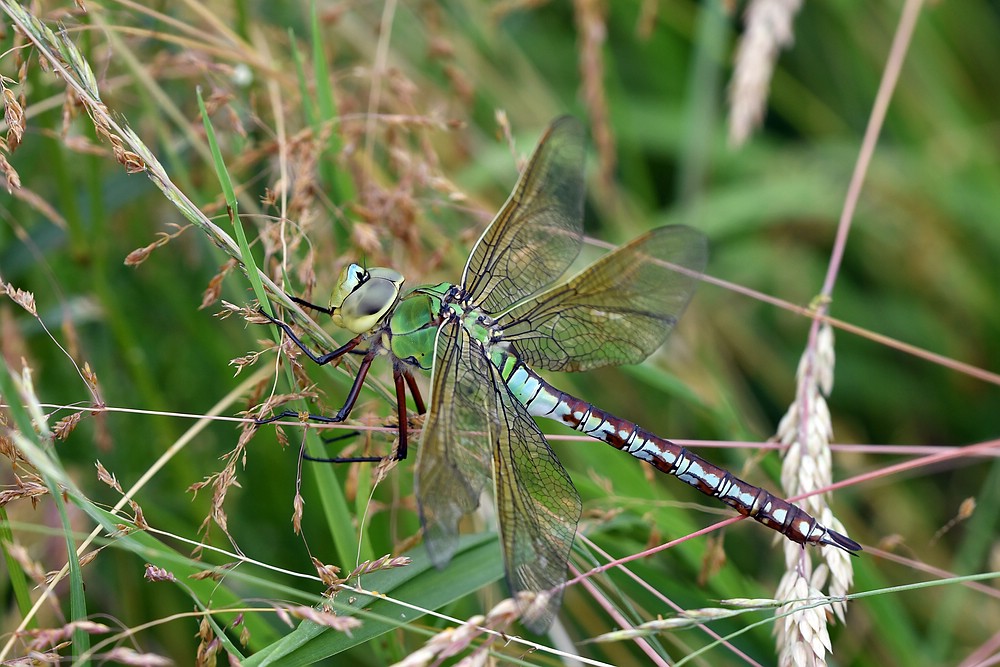 comp JEM 3360

Königslibelle