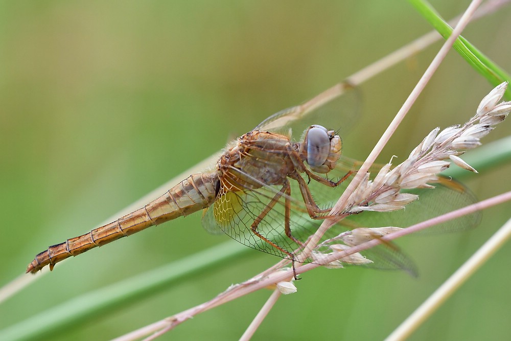comp JEM 3449


Keiljungfer