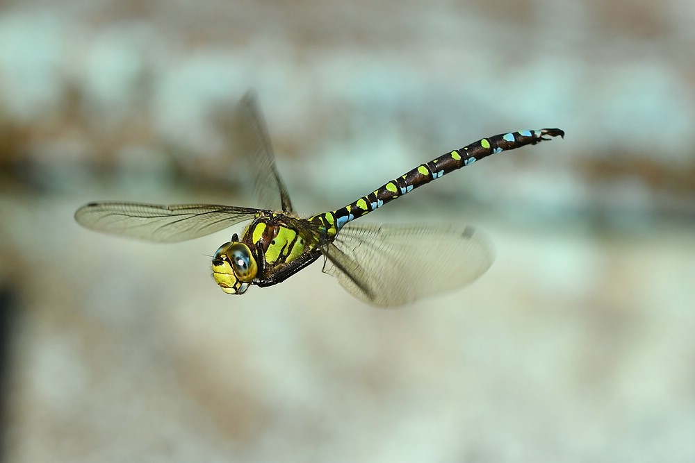 comp JEM 3526

Mosaikjungfer