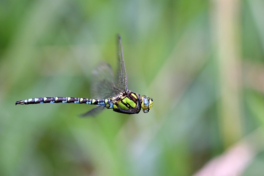 comp JEM 4489

Mosaikjungfer