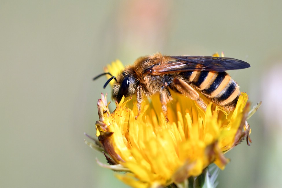 comp JEM 4696

gelbbindige Furchenbiene! Sehr selten