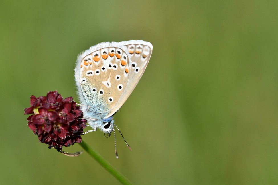 comp JEM 6319



Hauhechel-Bläuling