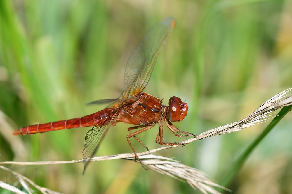 comp JEM 6359

Feuerlibelle