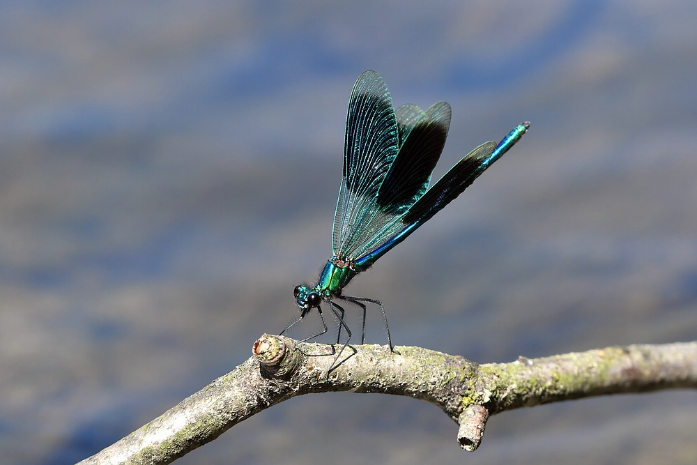 comp JEM 6788

Prachtlibelle