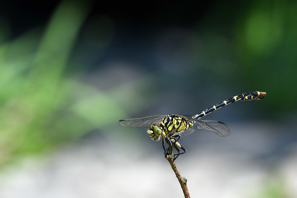 comp JEM 6808

Kleine Zangenlibelle