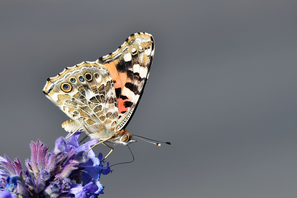 comp JEM 7063

Distelfalter