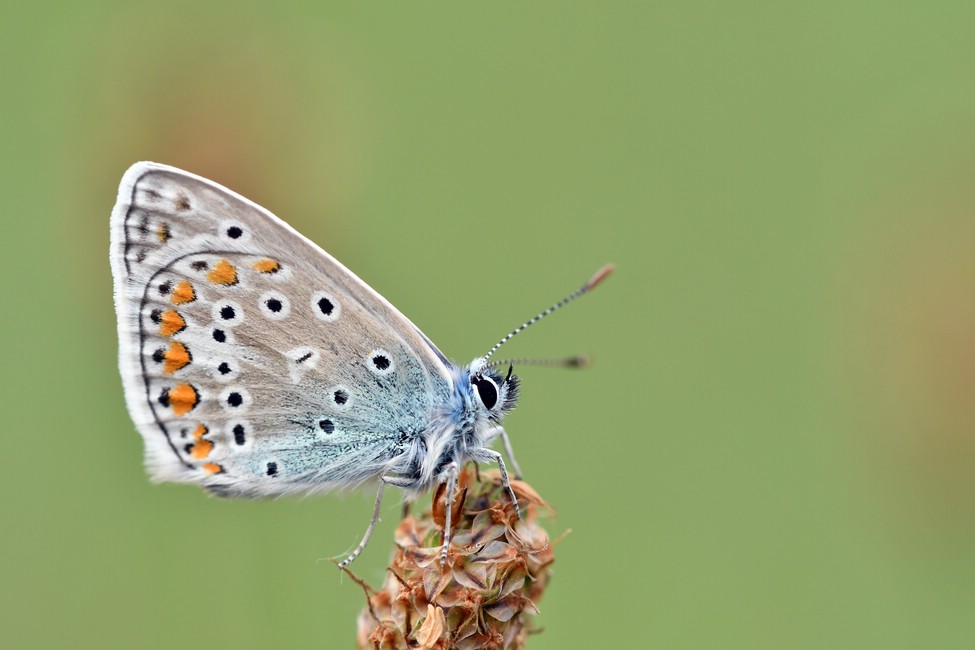 comp JEM 7328

Hauhechel-Bläuling von Heute morgen