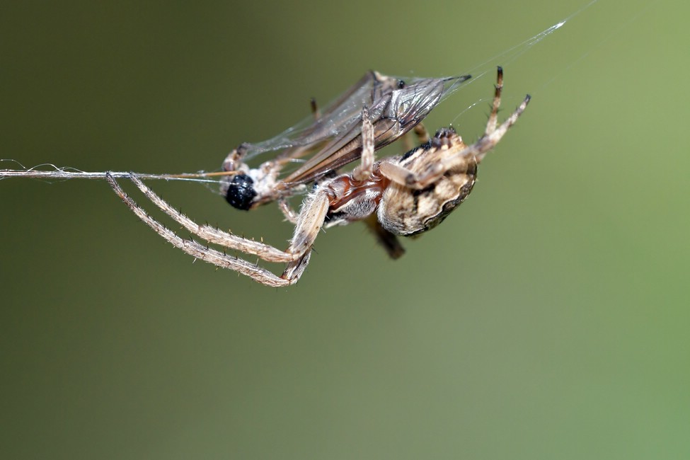 comp JEM 7703

Schilfradspinne