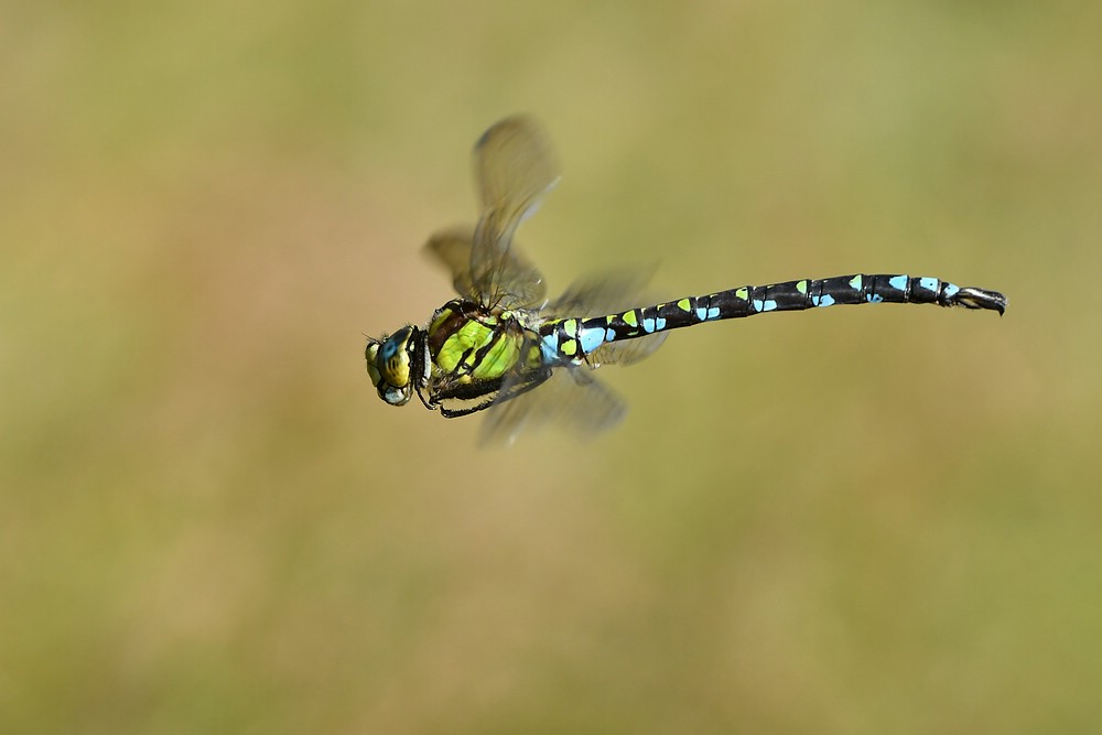 comp JEM 8414

Mosaikjungfer