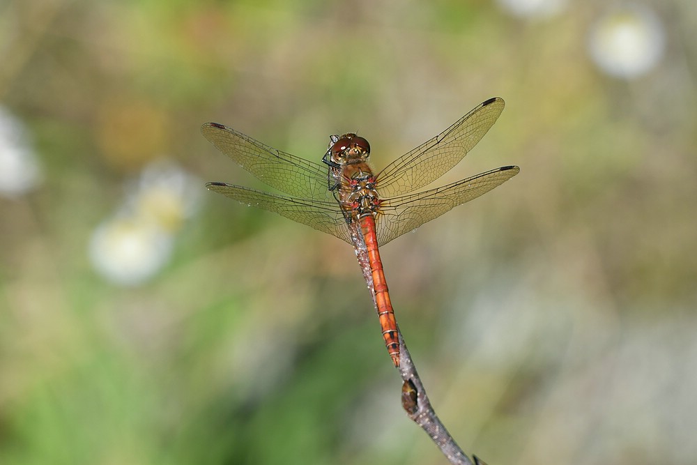 comp JEM 8573