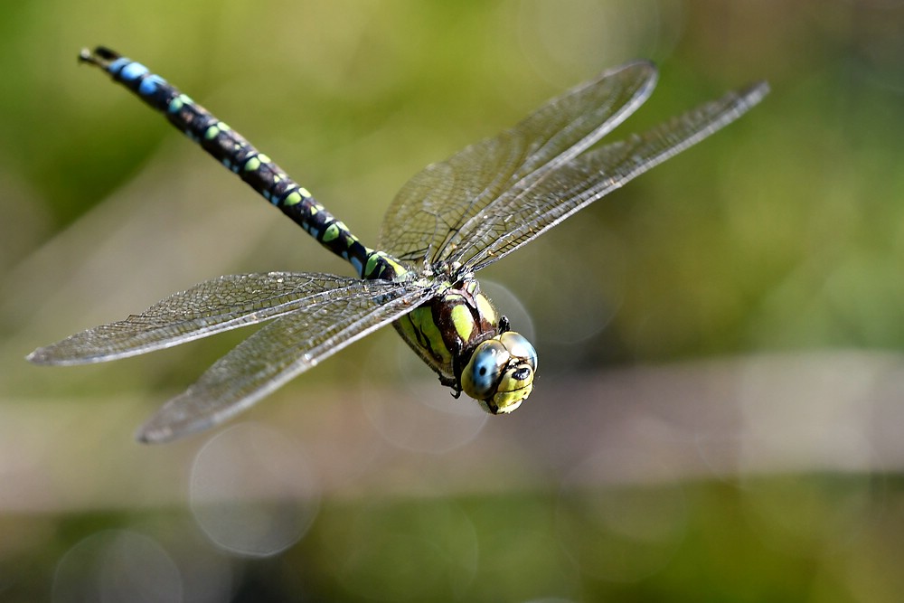 comp JEM 8749

Mosaikjungfer
