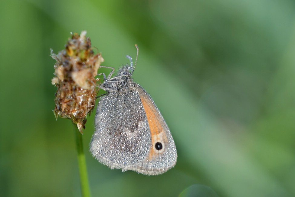 comp JEM 8813

Wiesenvögelchen