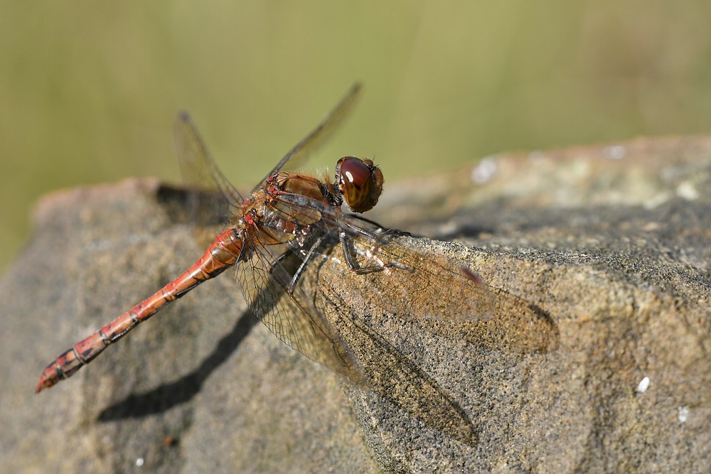 comp JEM 8861

Heidelibelle