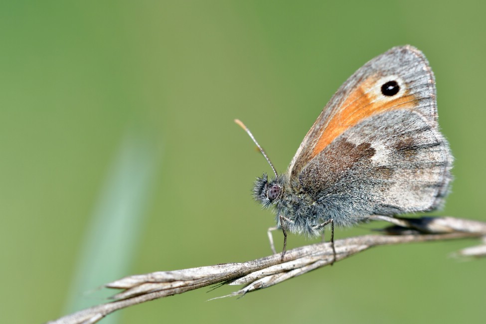 comp JEM 9175

Kleines Wiesenvögelchen