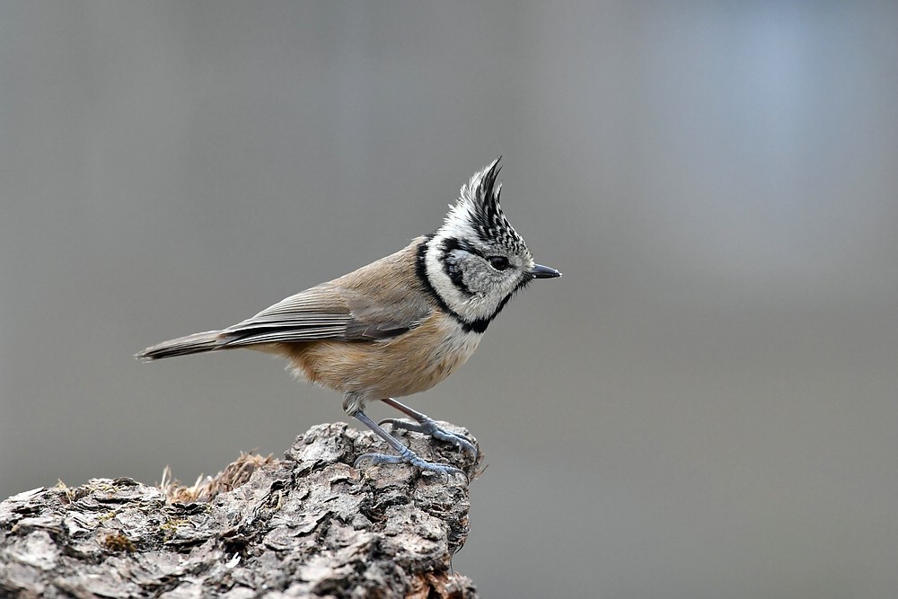 comp JEM 9246

Hubenmeise