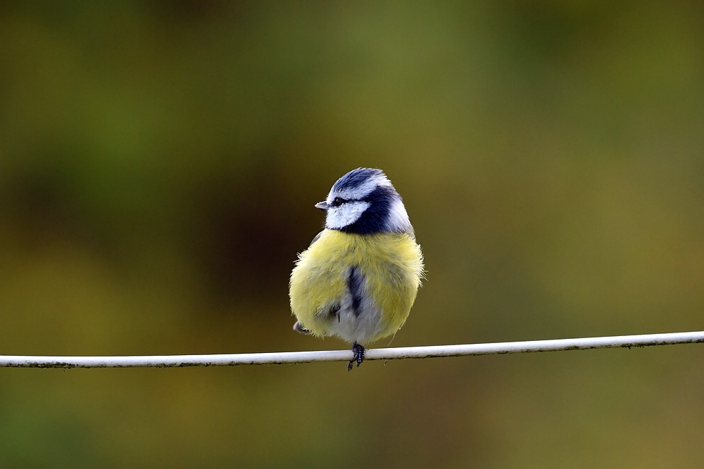 comp JEM 9349

Blaumeise